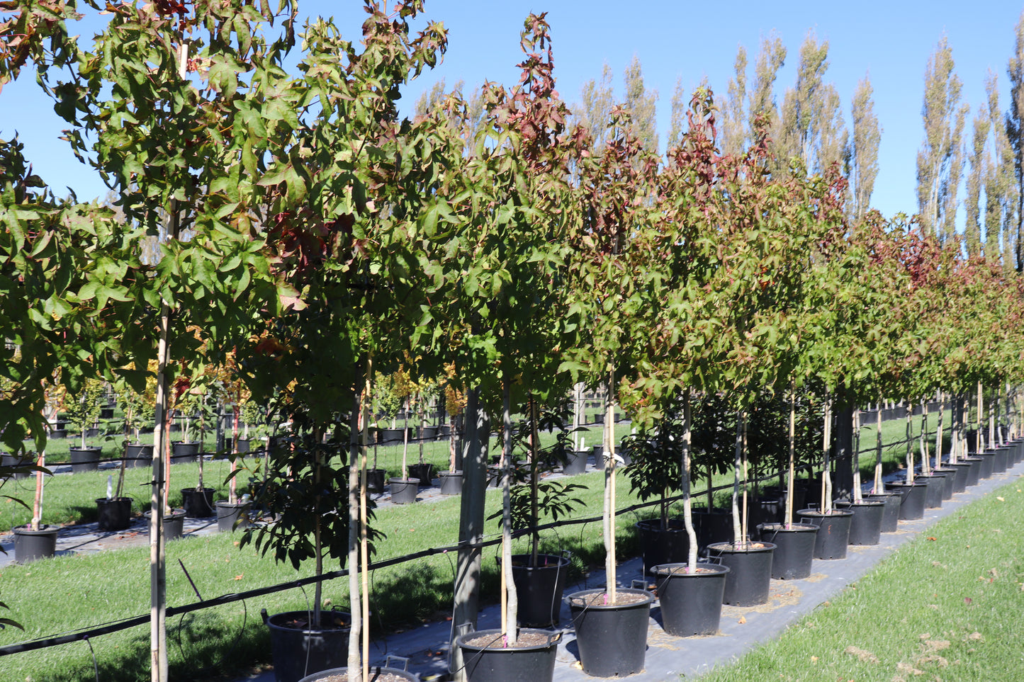 Liquidambar Aurora 3
