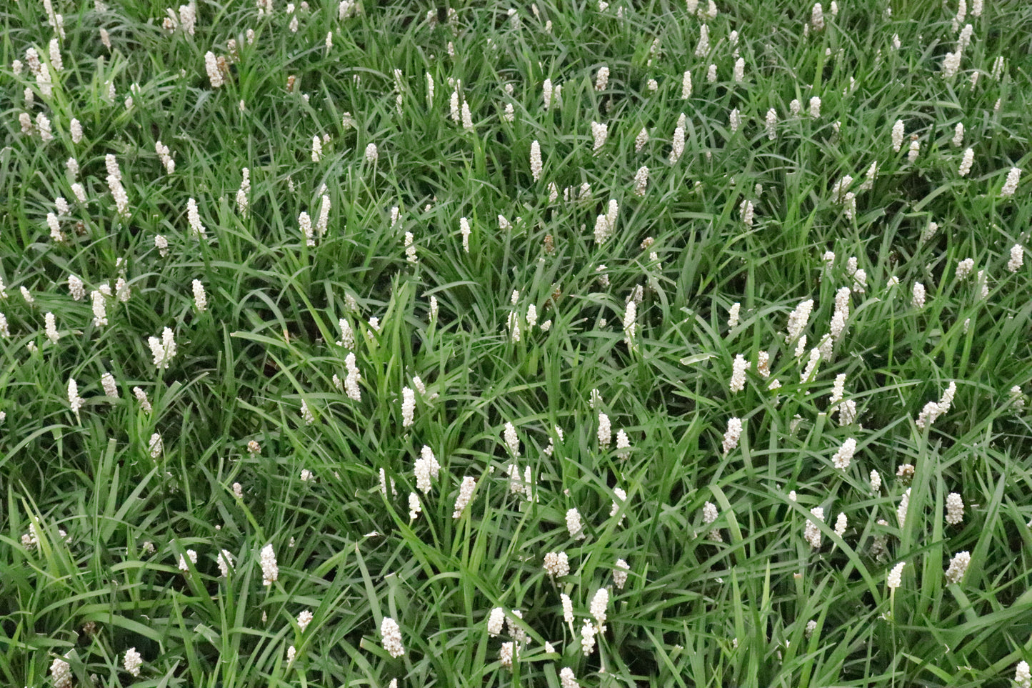 Liriope m. Munroe's White 2