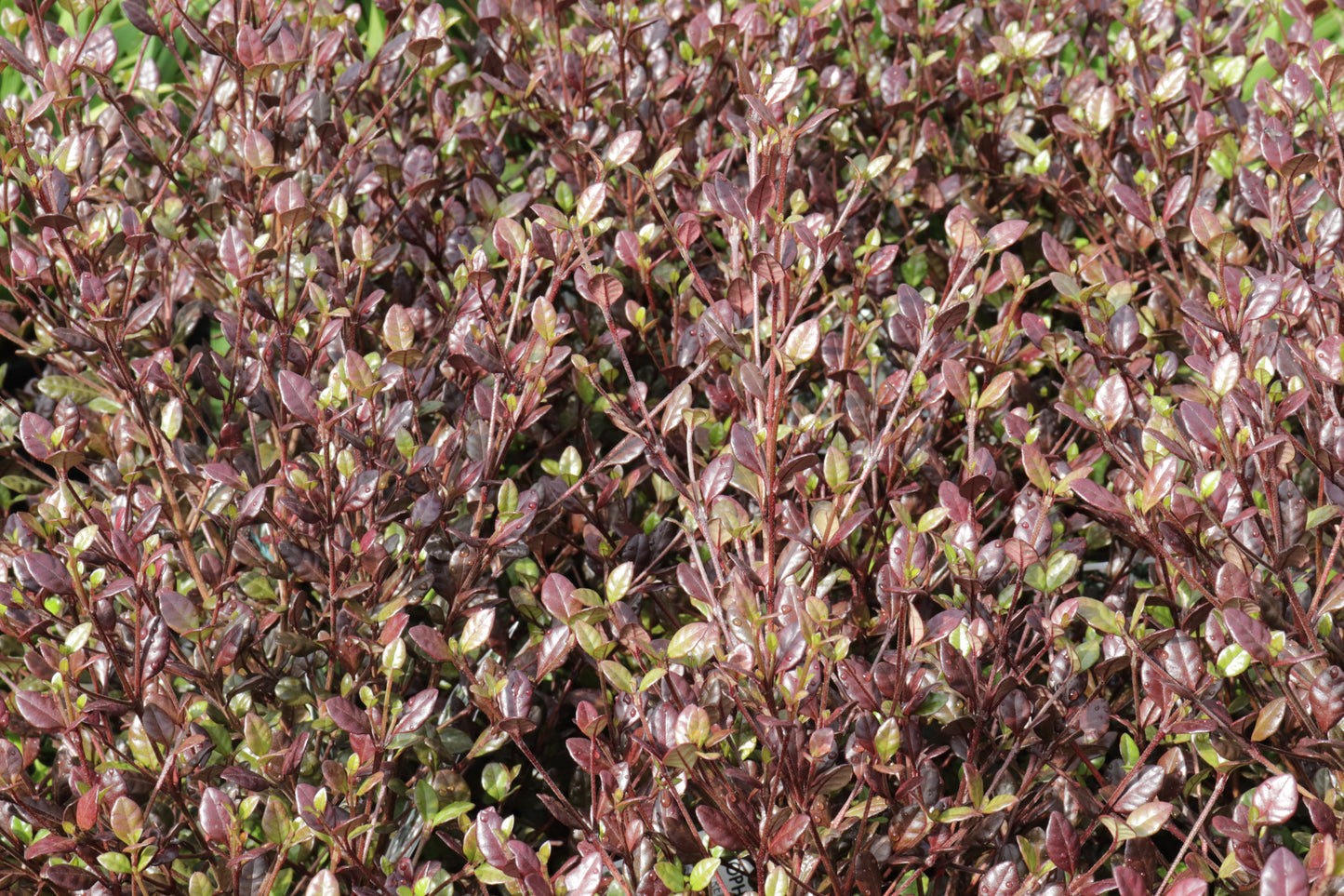 Lophomyrtus Red Dragon 3