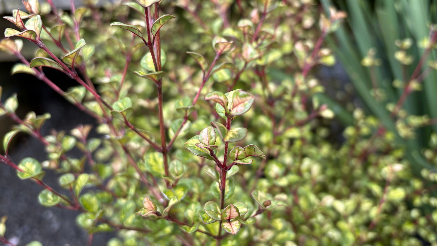 Lophomyrtus Traversii Variegata 2