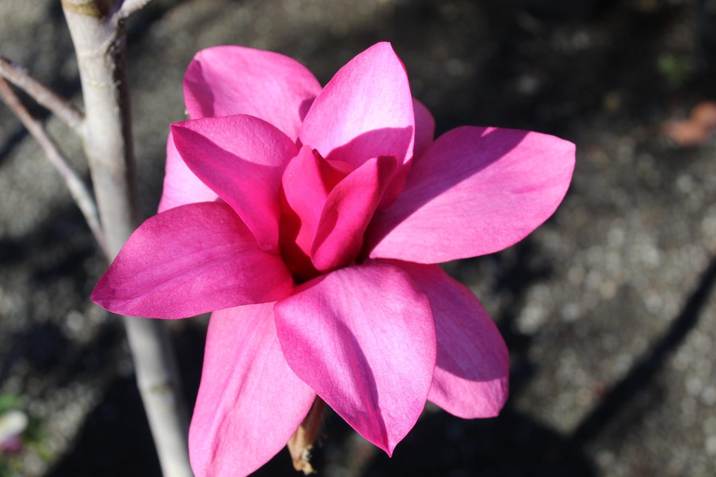 Magnolia Strawberry Fields 2