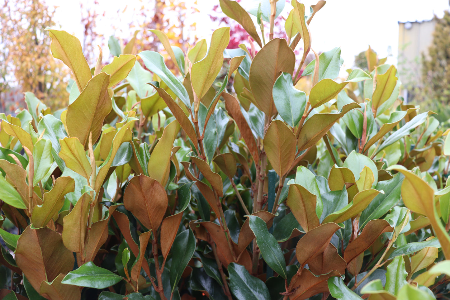 Magnolia grandiflora Super Gem