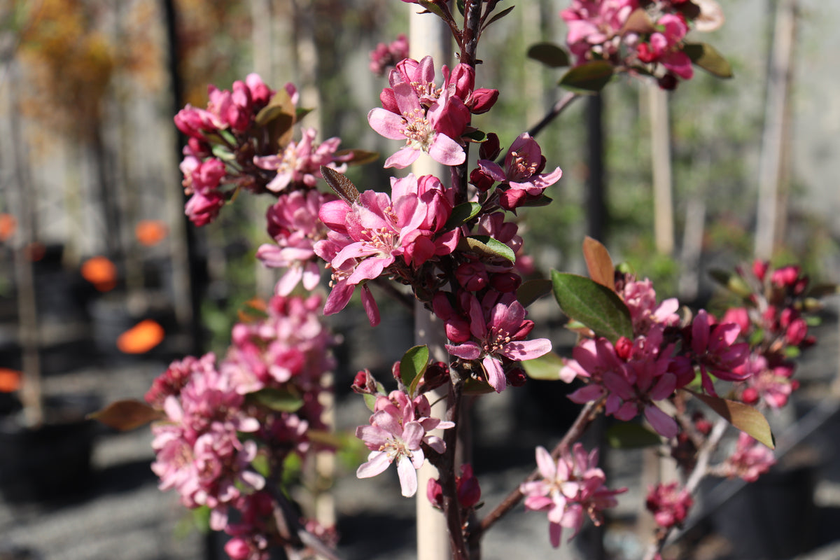 Malus strathmore 3