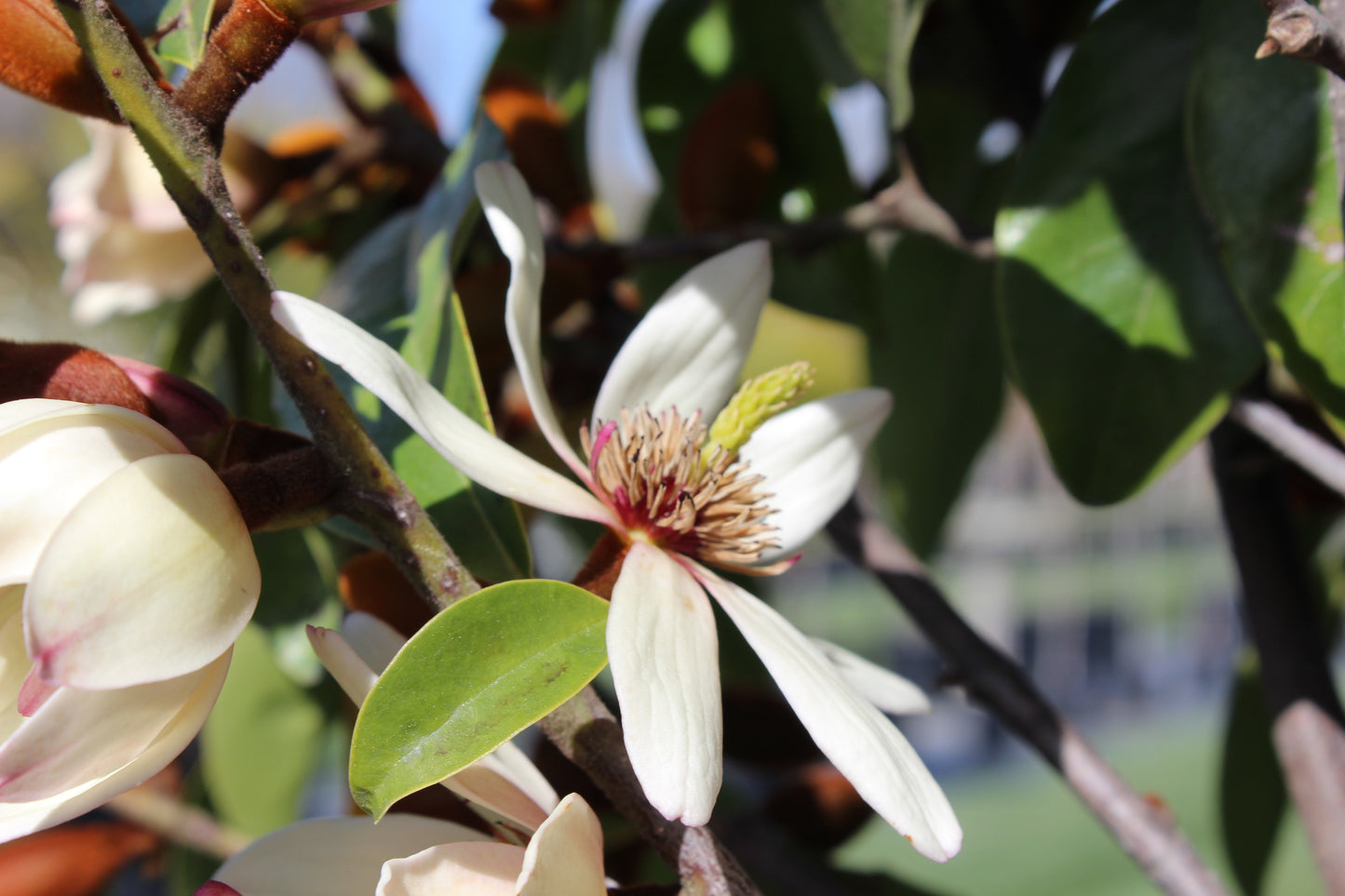 Michelia Allure 4