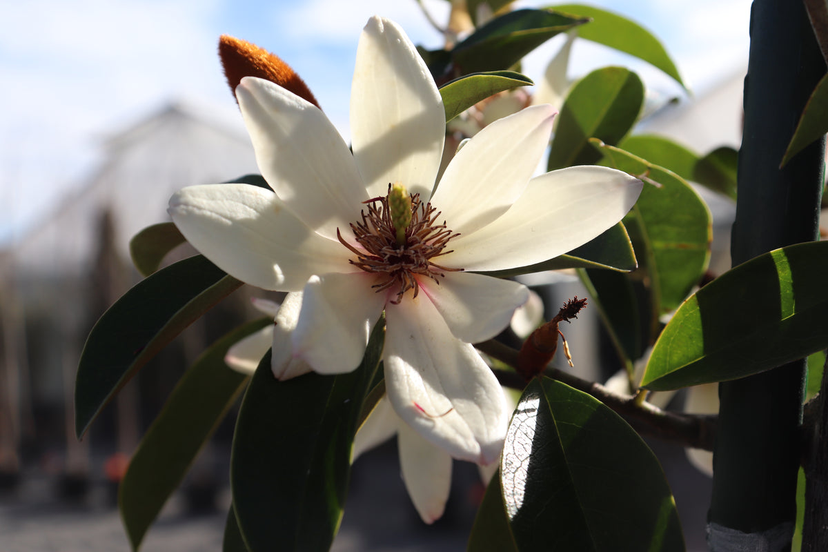 Michelia Allure 7