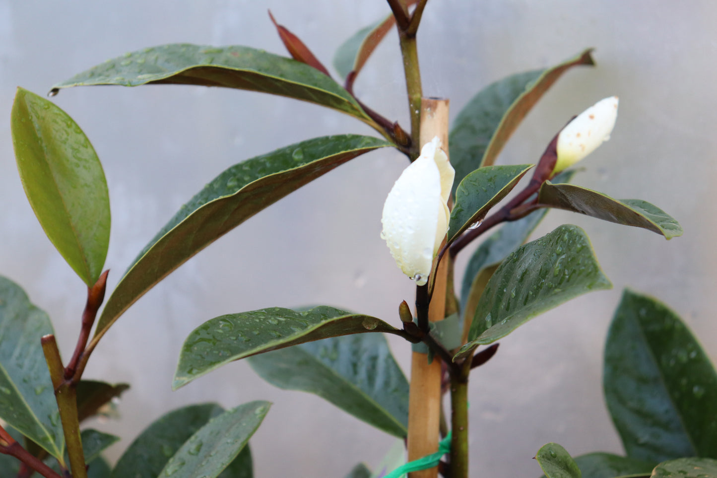 Michelia Fairy Cream 2