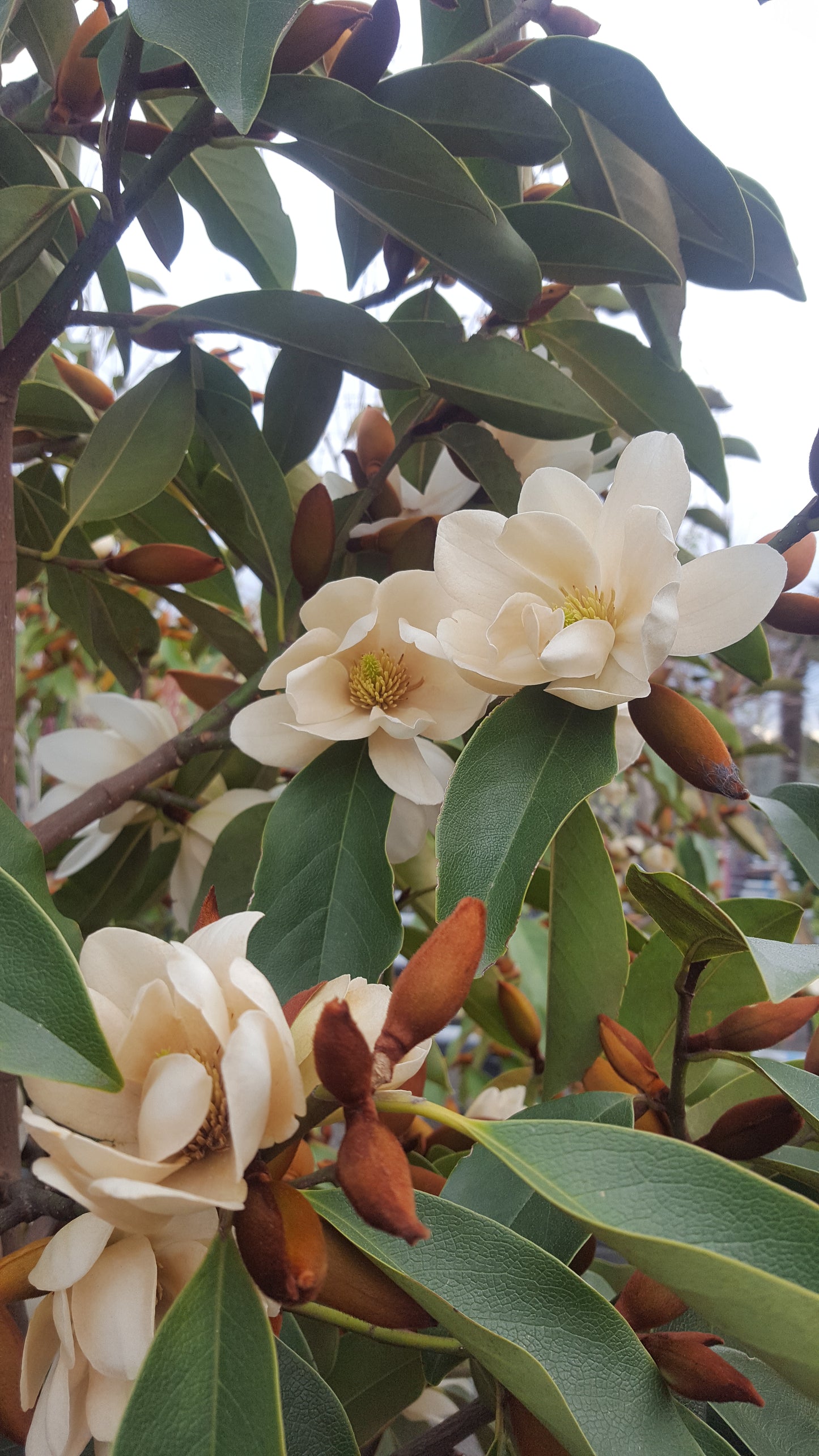 Michelia Lemon Fragrant copy
