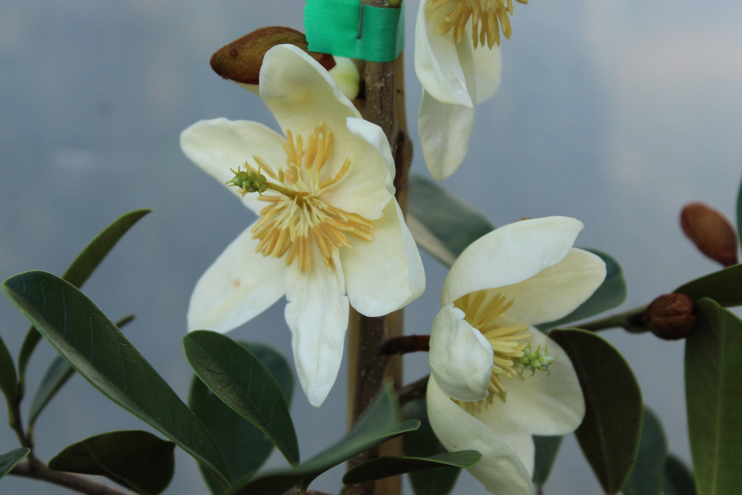 Michelia velvet and cream 3