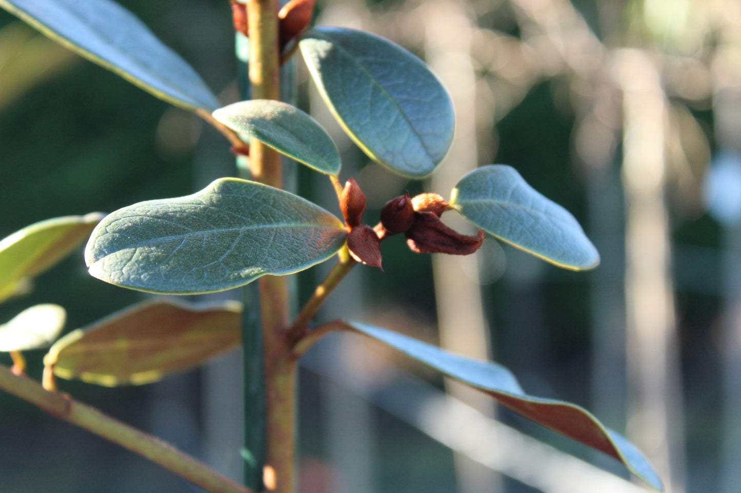 Michelia y. Honey Velvet