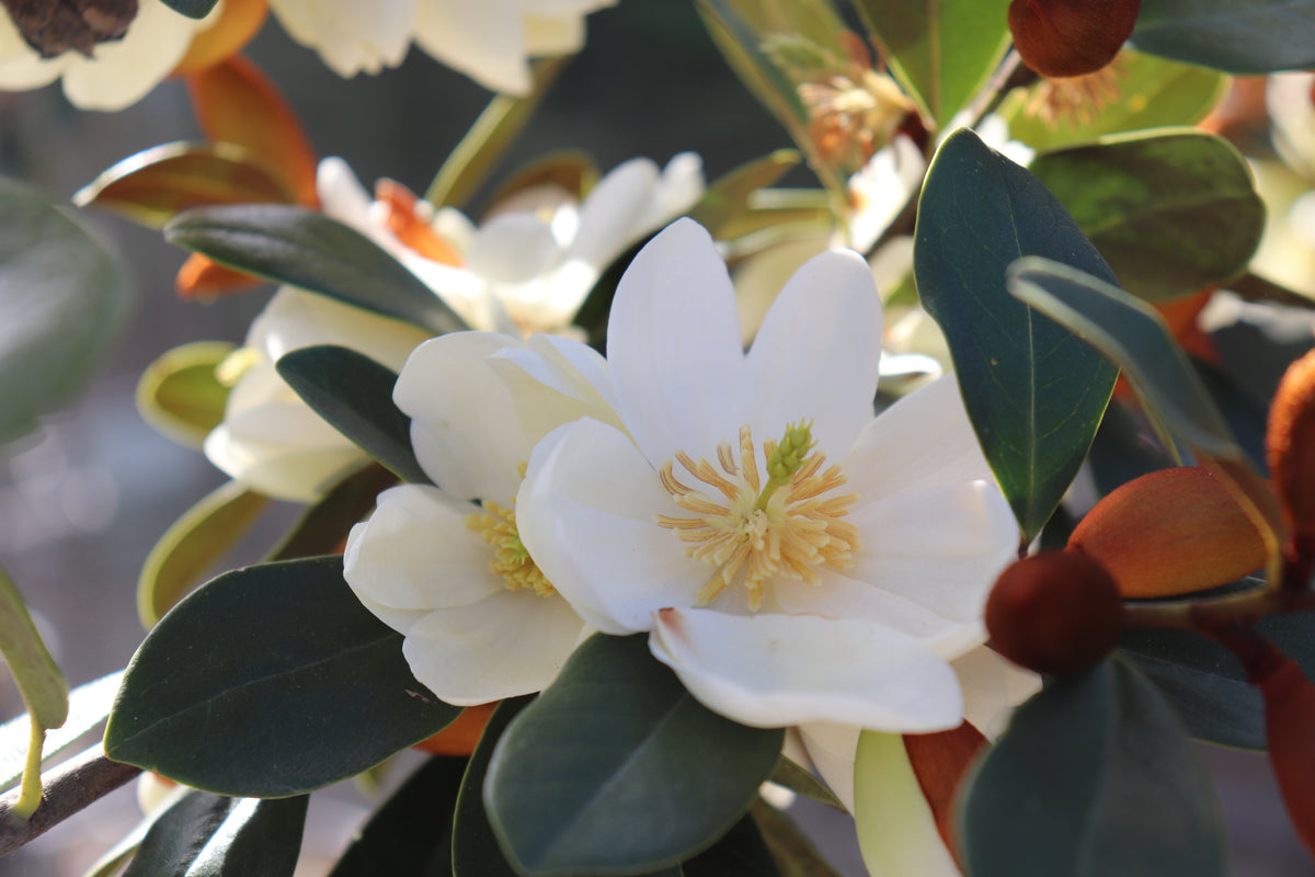 Michelia yunnanensis Honey Velvet 4