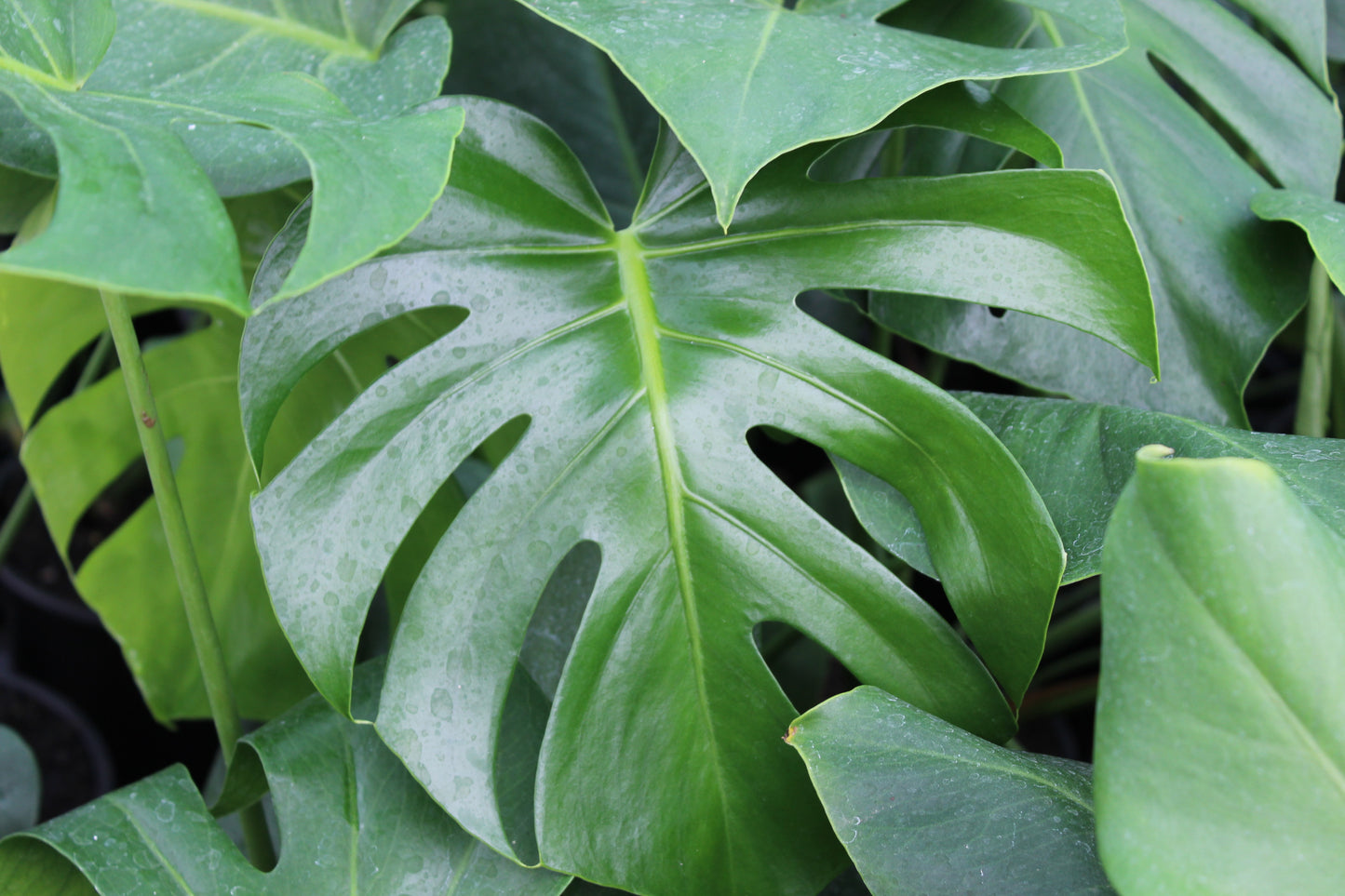 Monstera deliciosa