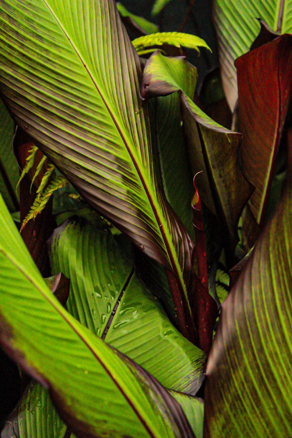 Musa ensete 3