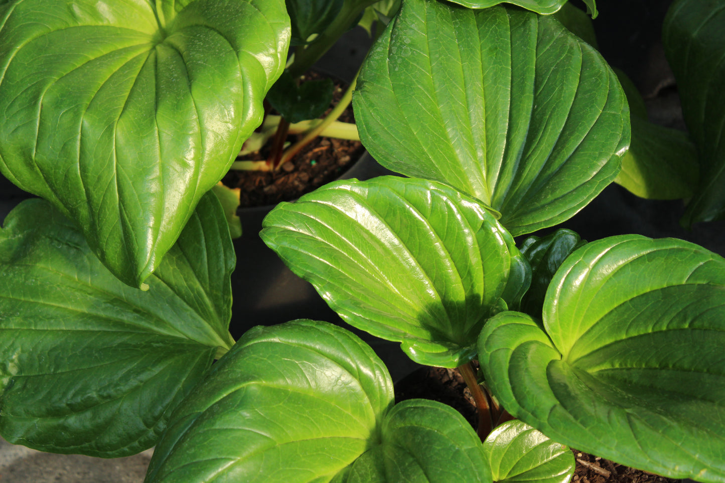 Myosotidium hortensia 6