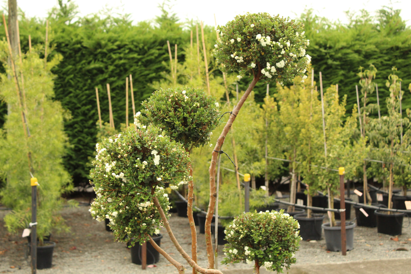 Myrtus Luma Topiary 5