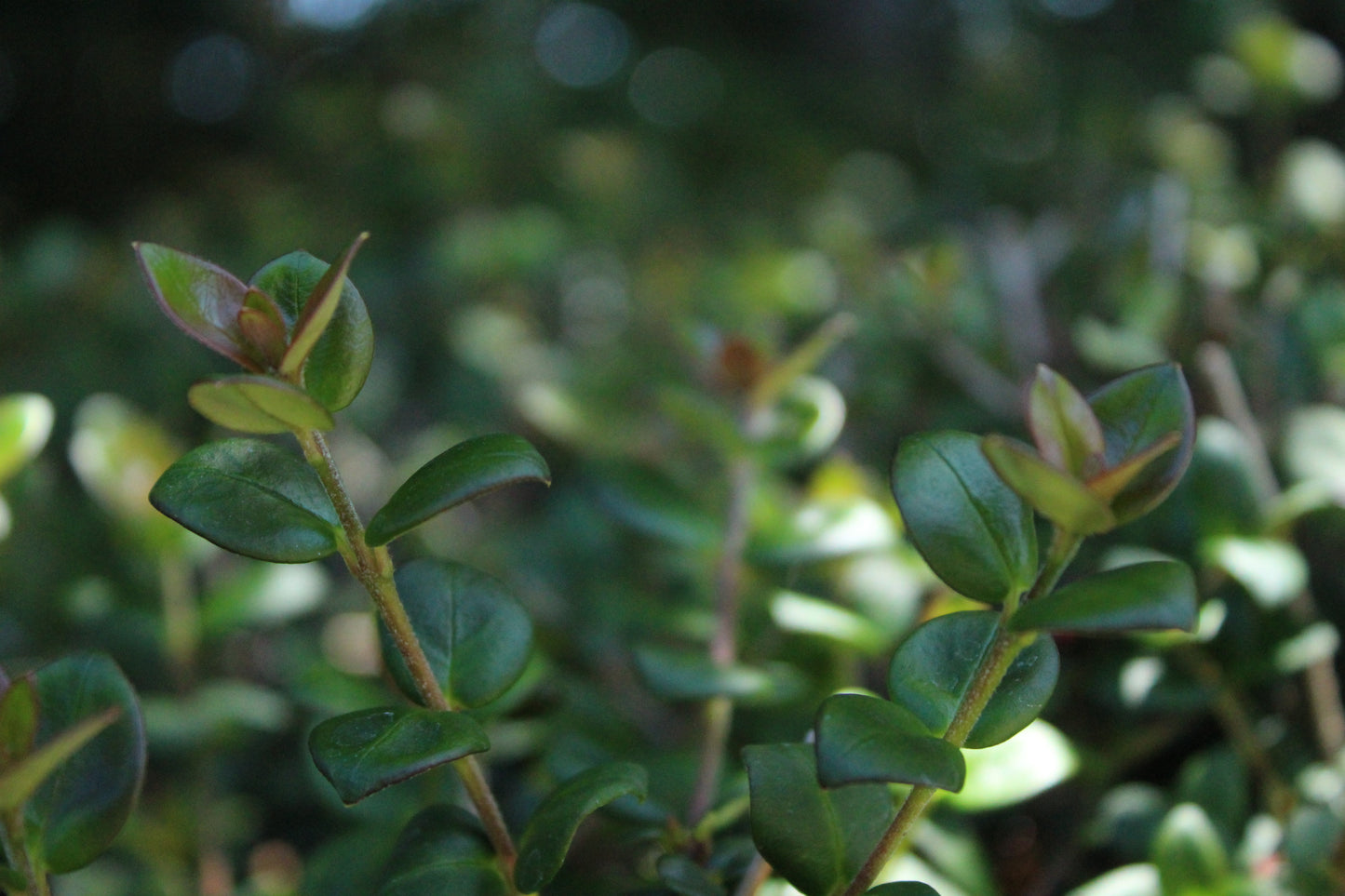 Myrtus ugni