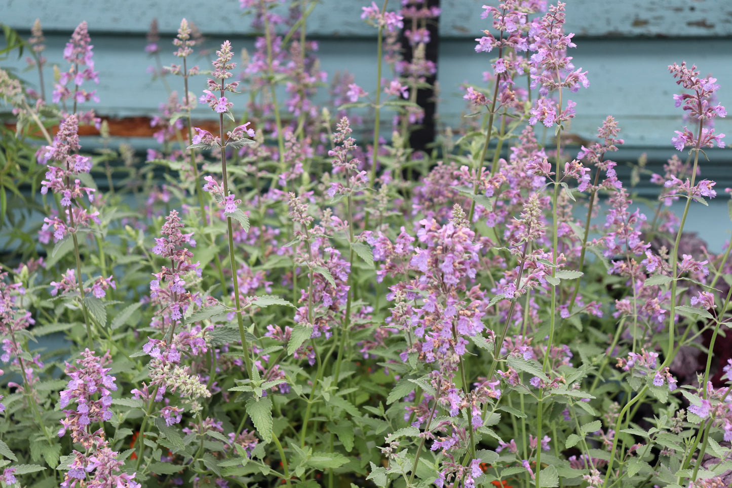 Nepeta Six Hills Giant 2