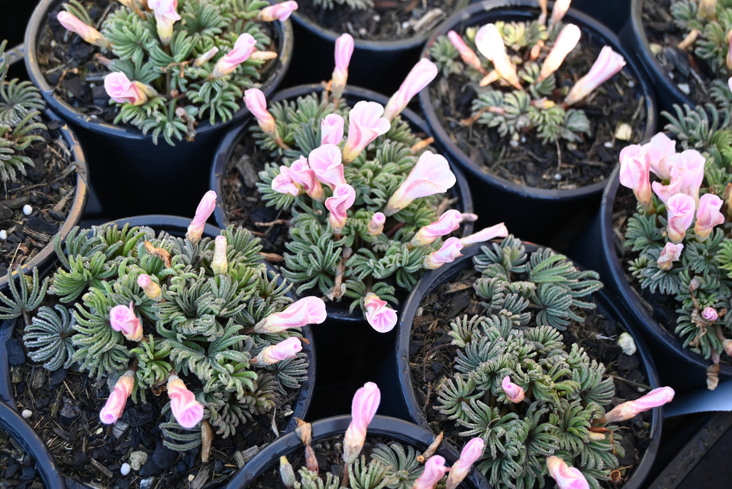 Oxalis flava Pink
