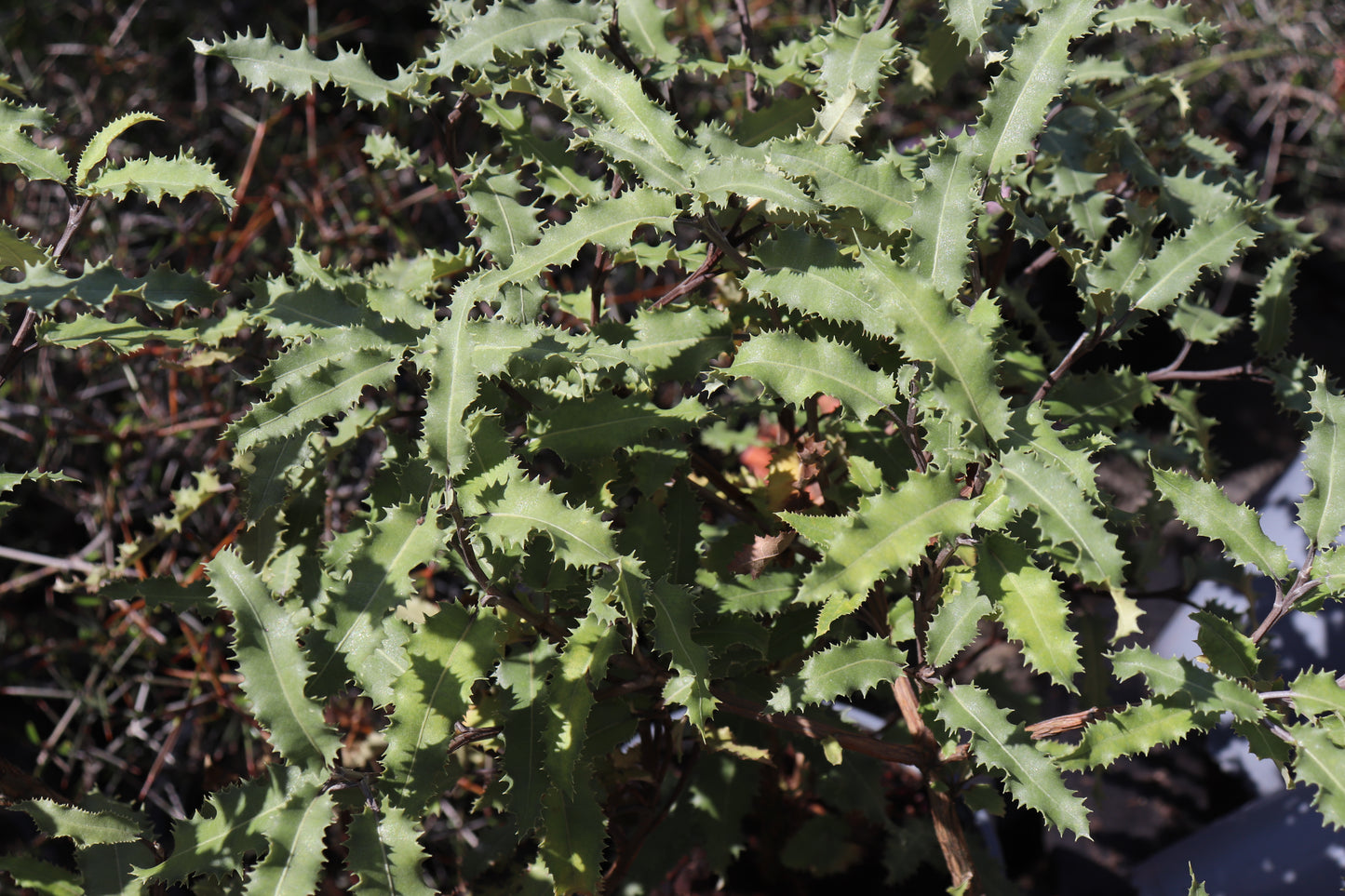 Olearia ilicifolia 2