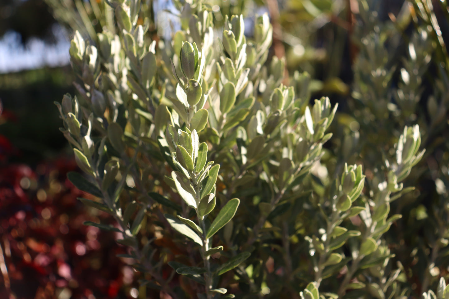 Olearia moschata