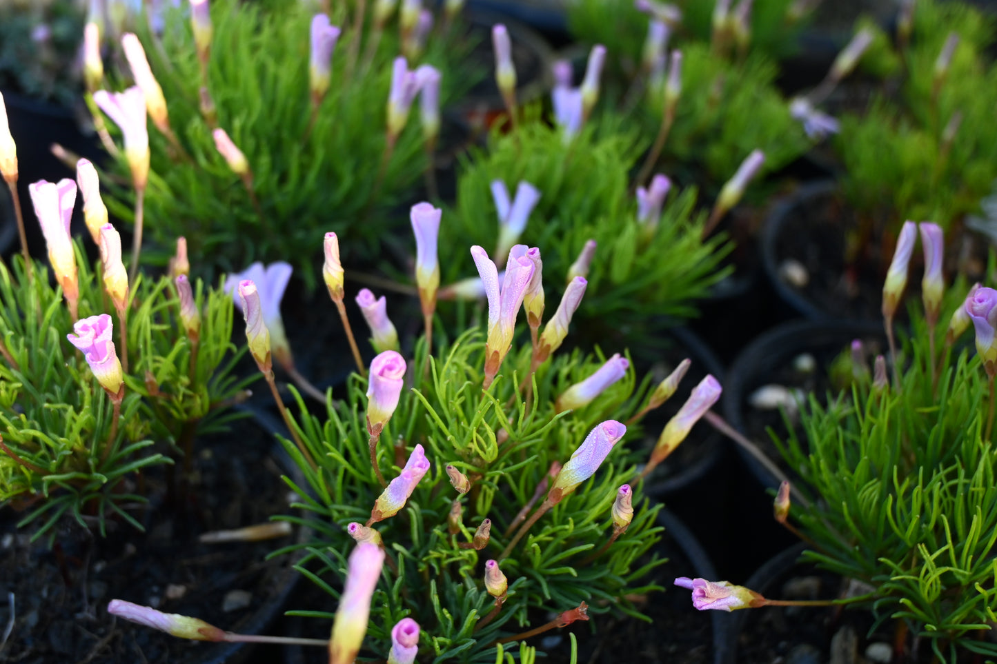 Oxalis polyphylla