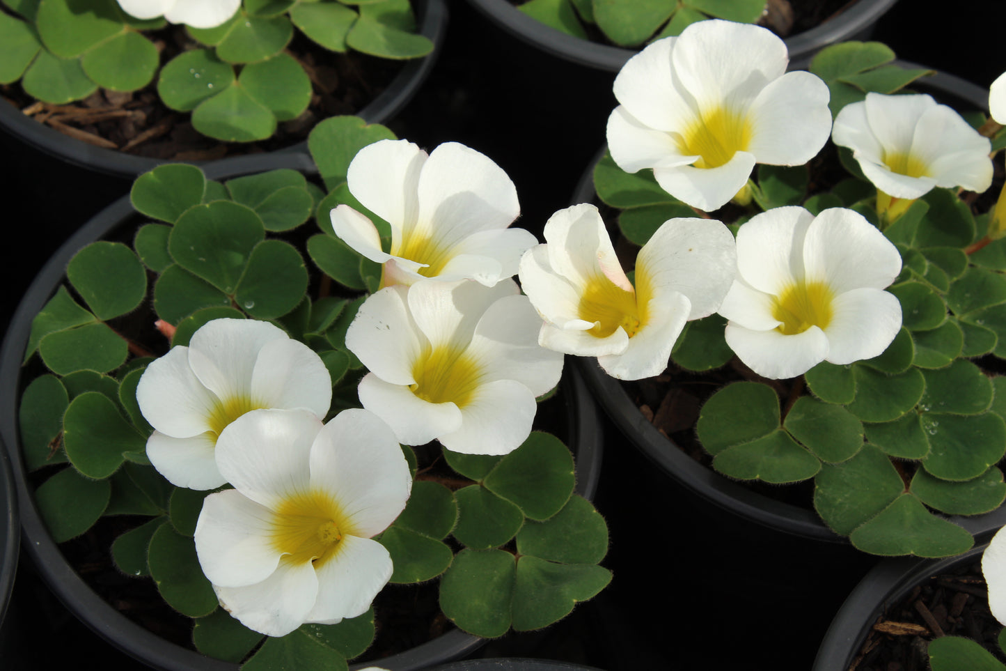 Oxalis purpurea Alba 2