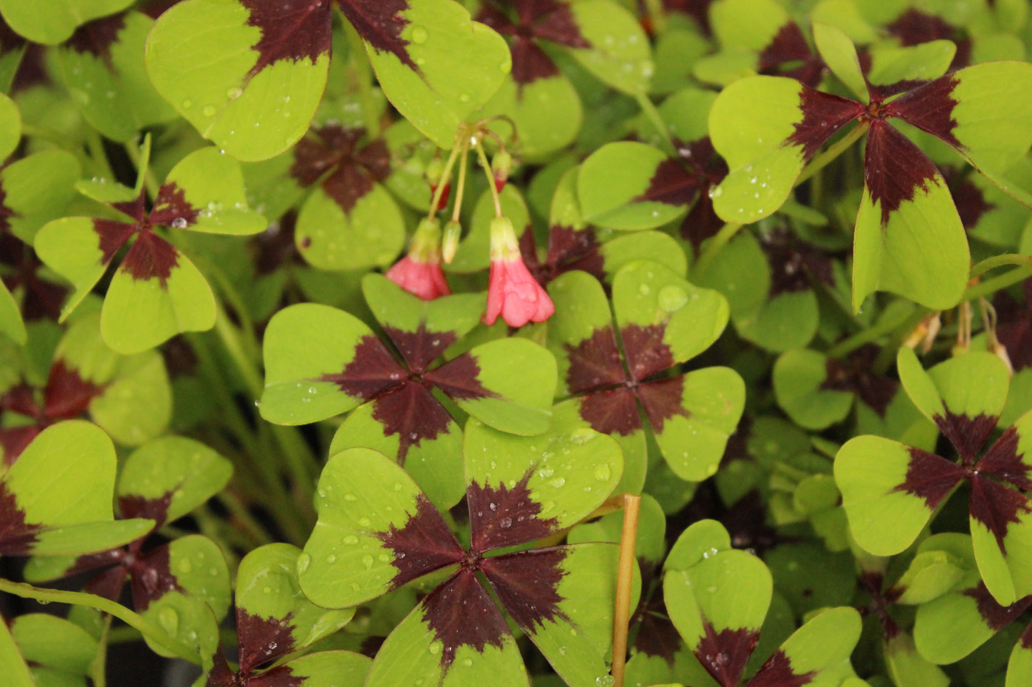 Oxalis tetraphylla Iron Cross