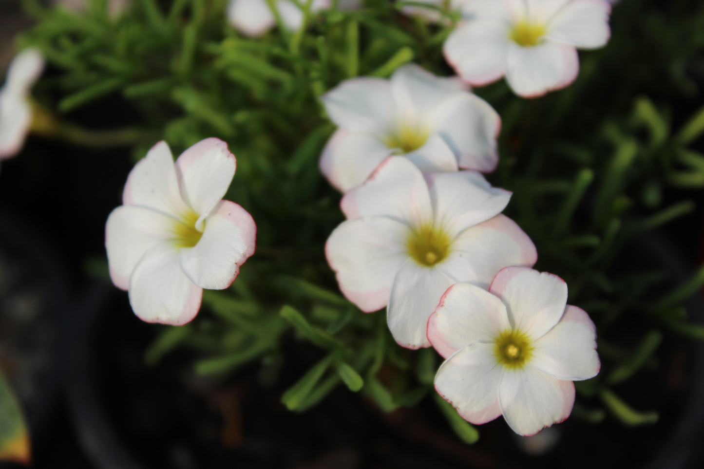 Oxalis versicolor