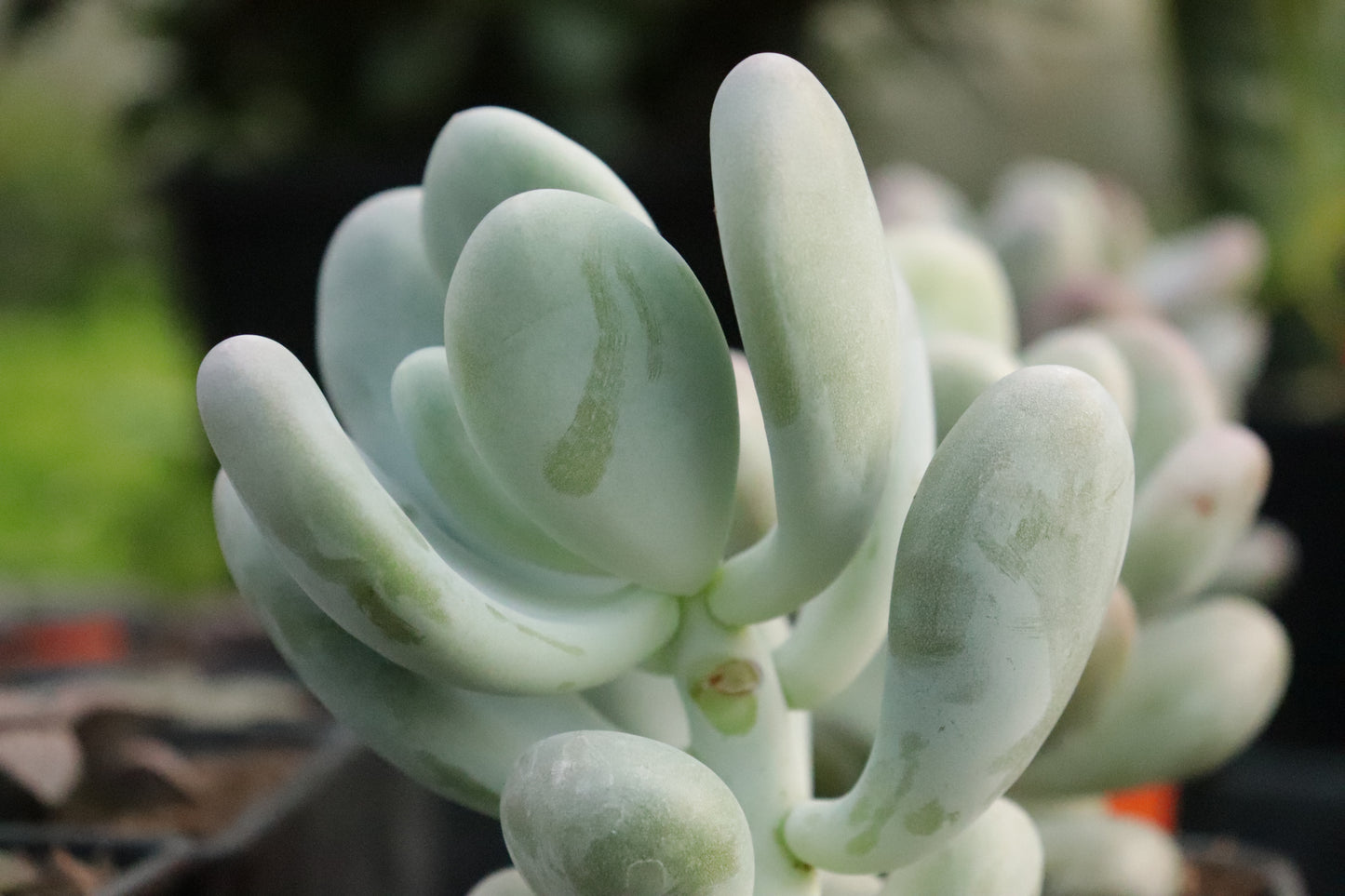 Pachyphytum oviferum