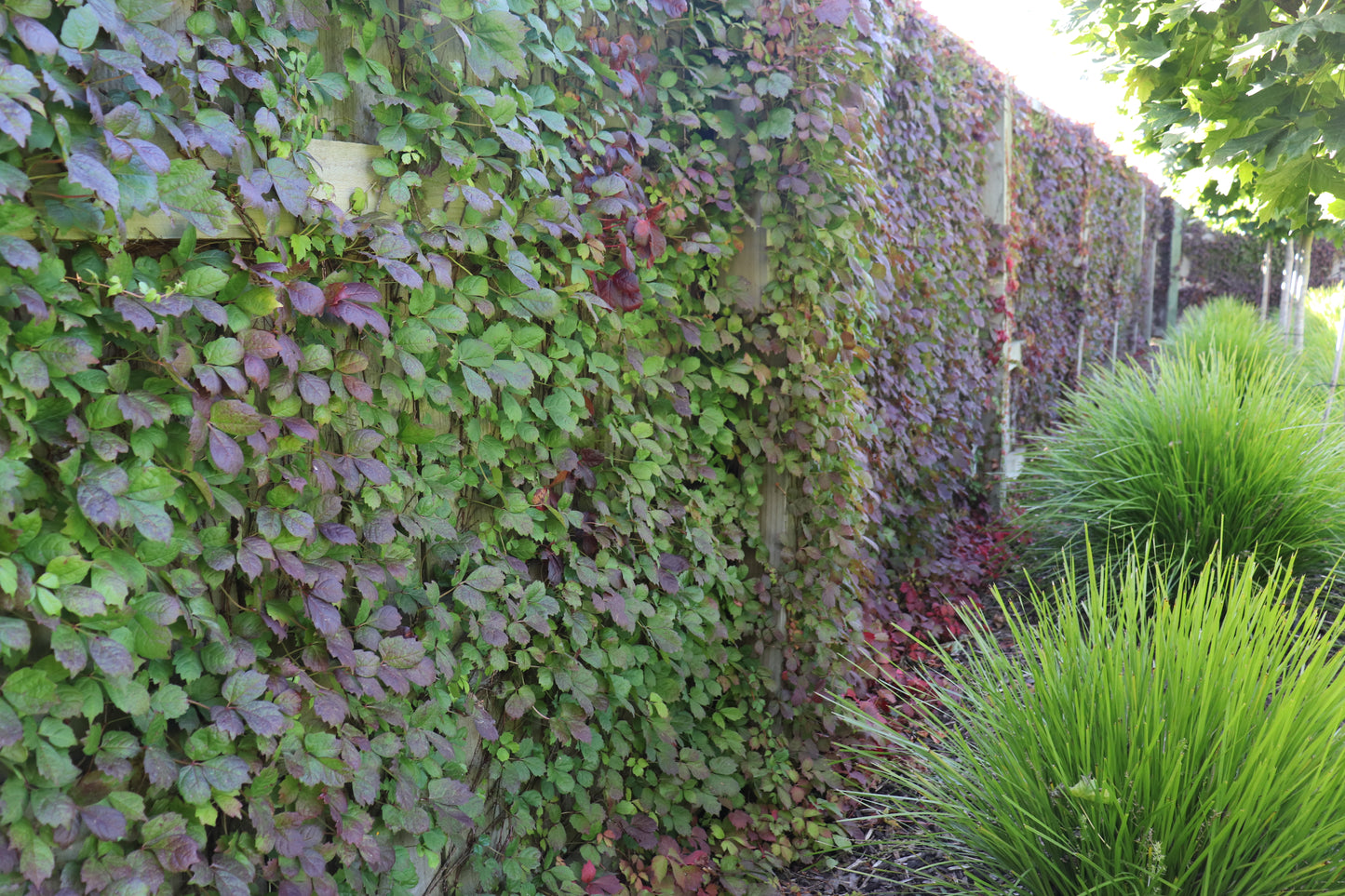 Parthenocissus tricuspidata Beverly Brooks 3