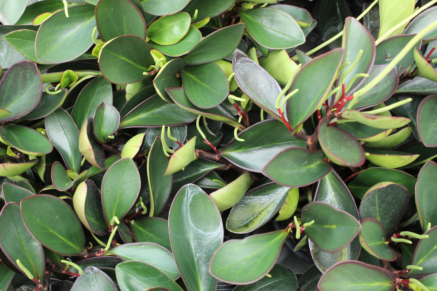Peperomia Green Emerald