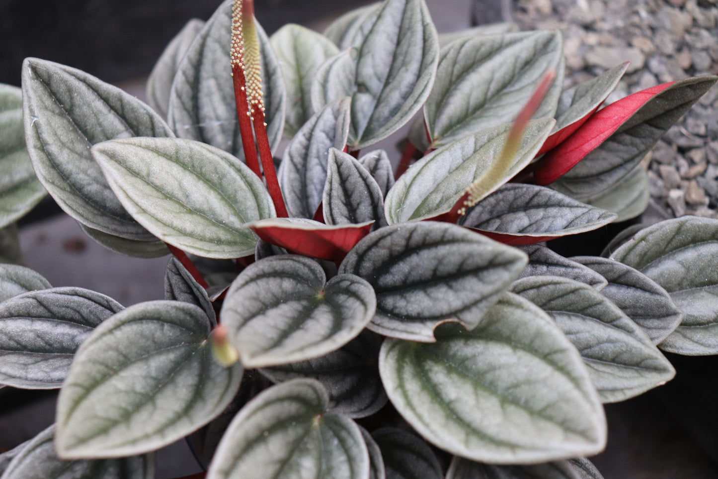 Peperomia Santorini