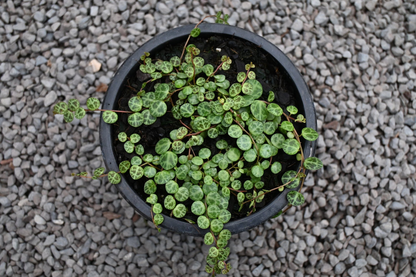 Peperomia prostrata