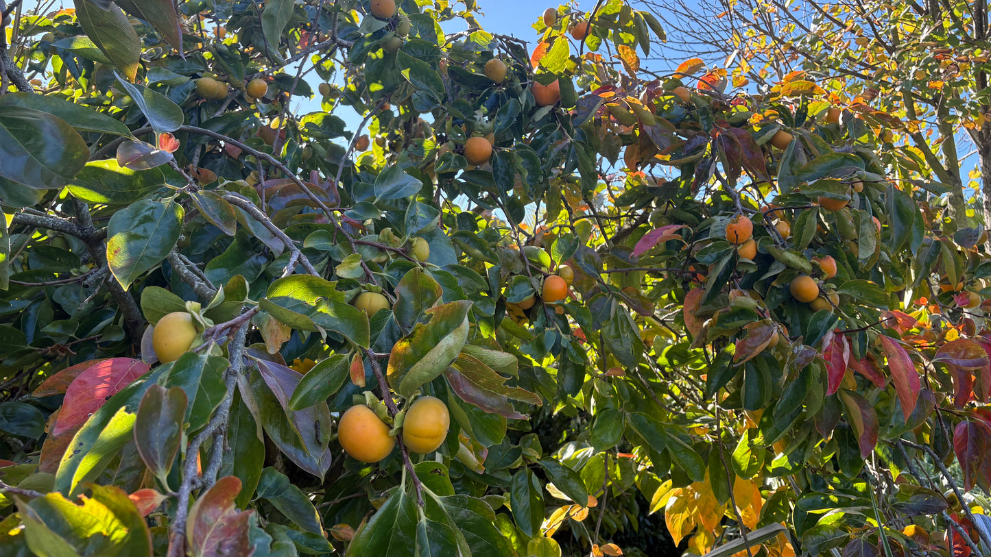 Persimmon Matsumoto Wase Fuyu 2