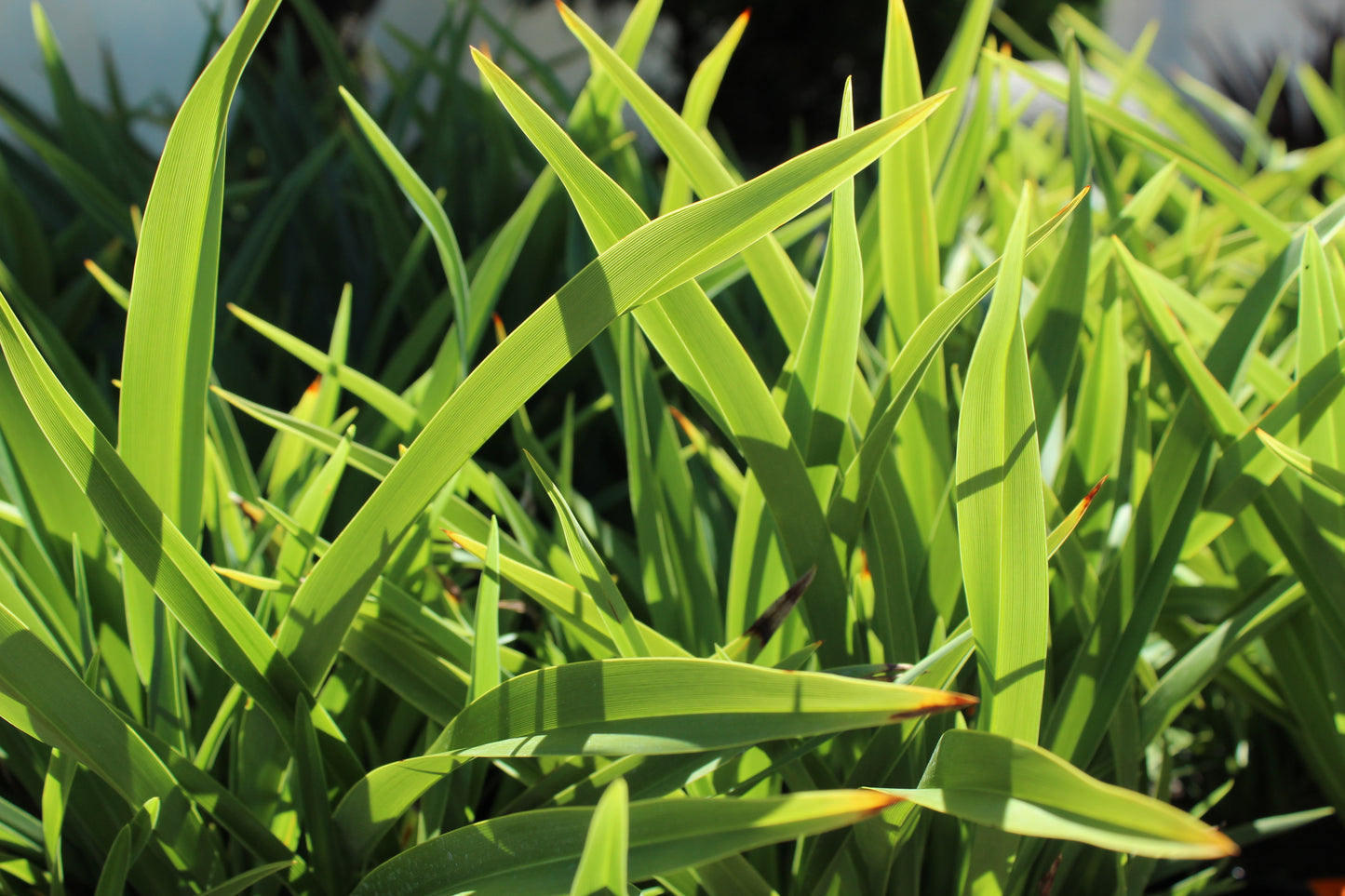 Phormium 'Emerald Gem'