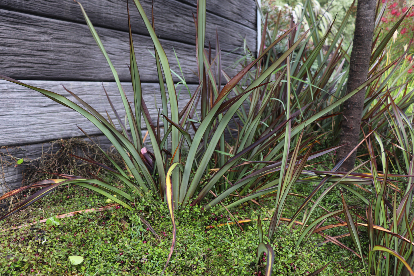 Phormium Surfer 2