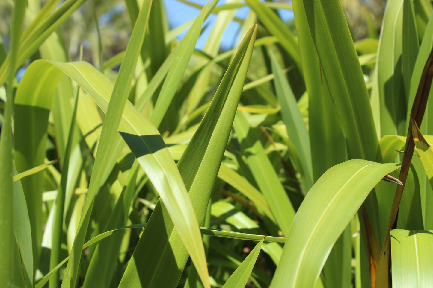 Phormium cookianum