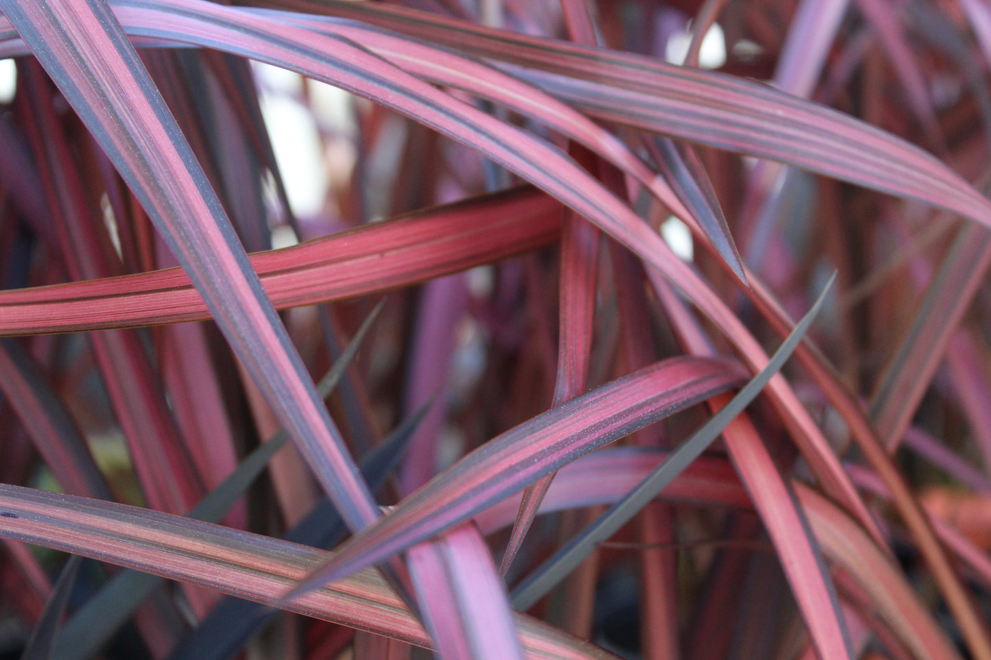 Phormium cookianum Rainbow Red 2