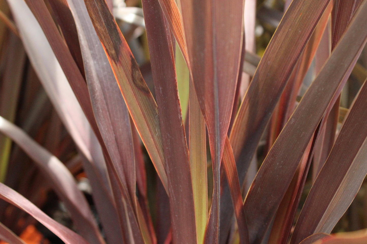 Phormium tenax purpurea