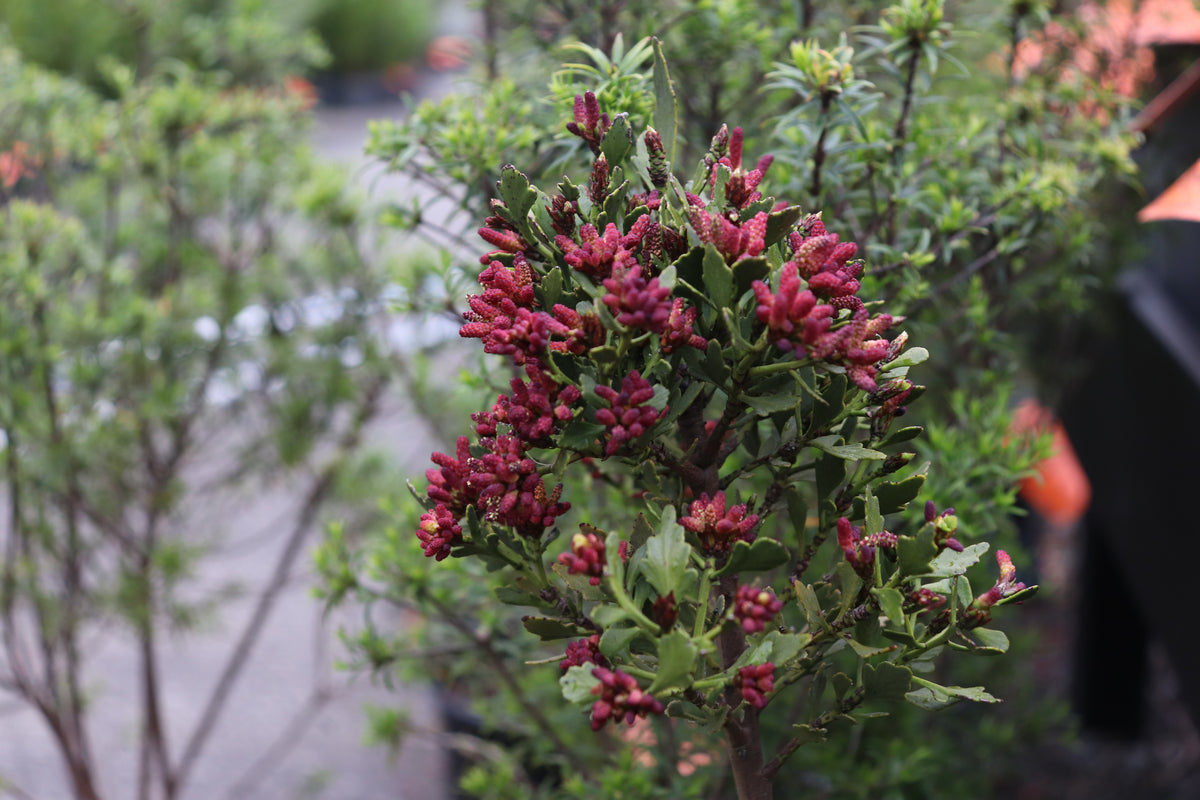 Phyllocladus alpina 2