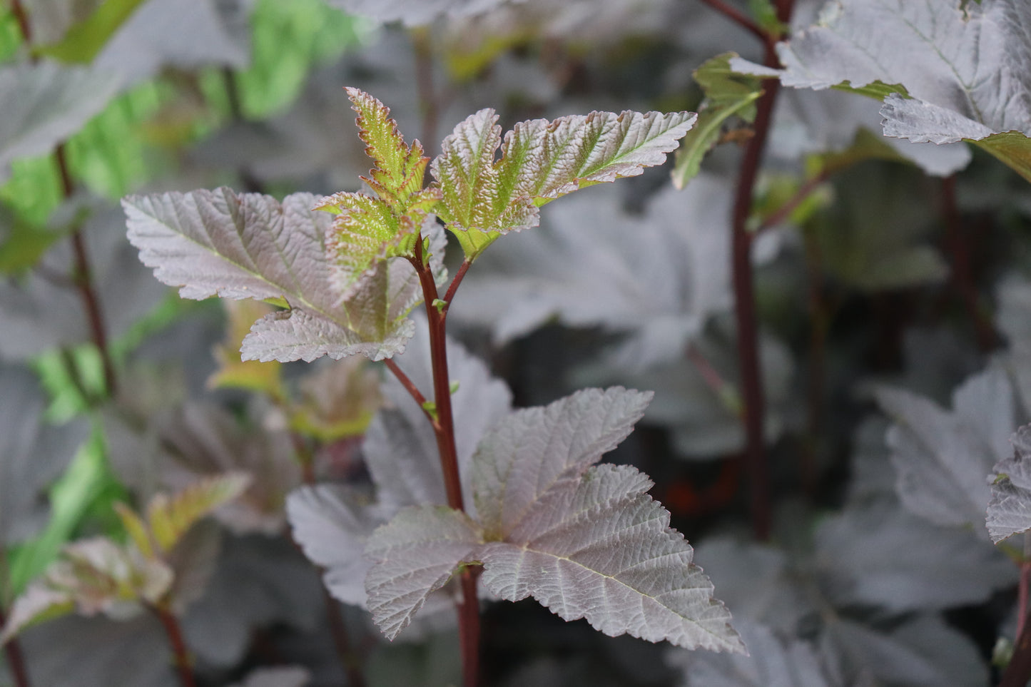 Physocarpus opulifolius Shady Lady 2