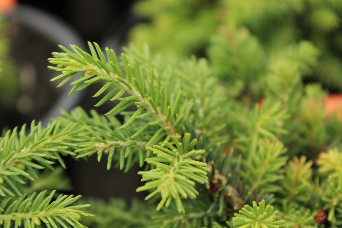 Picea abies Little Gem