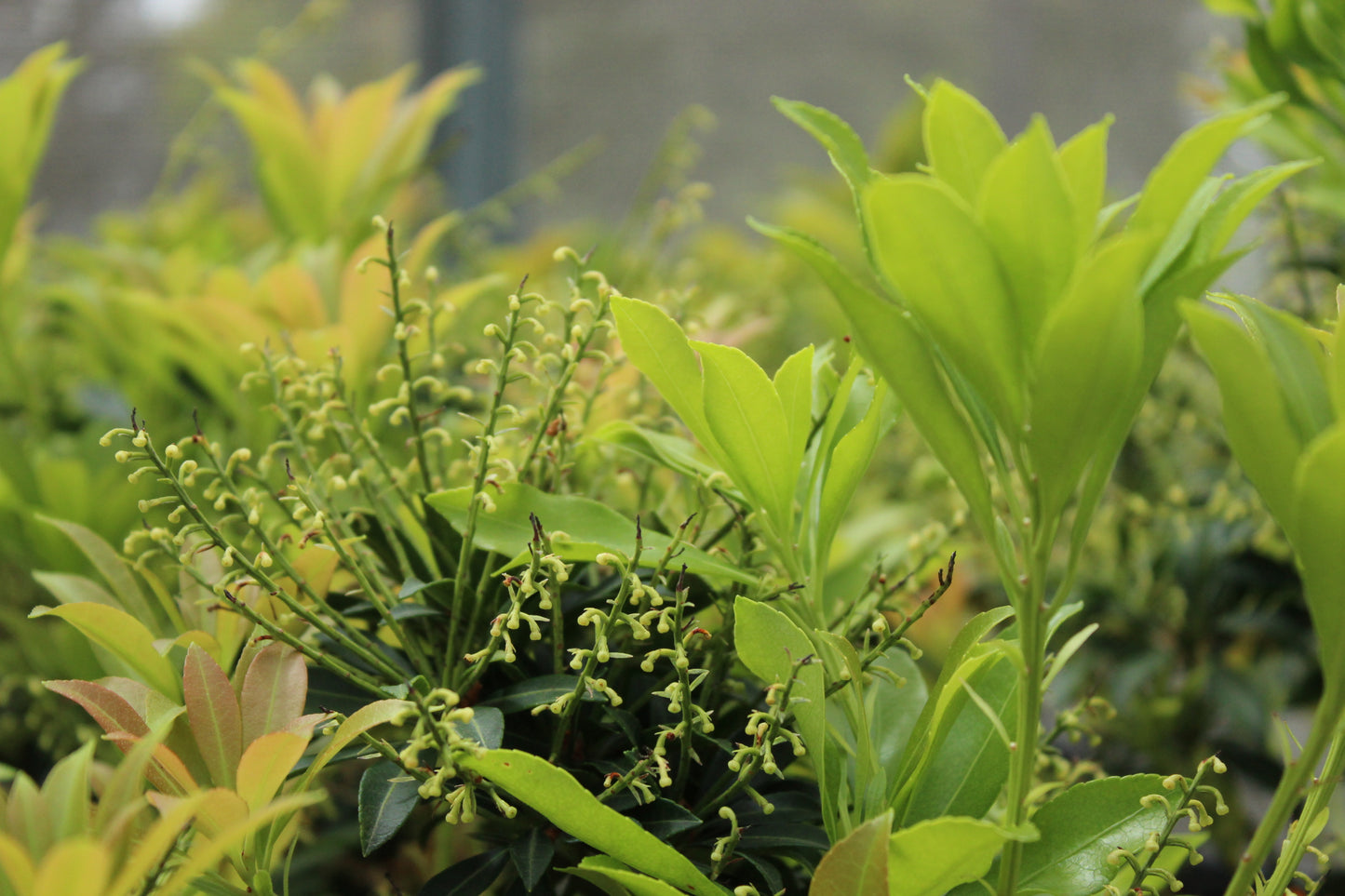 Pieris purity