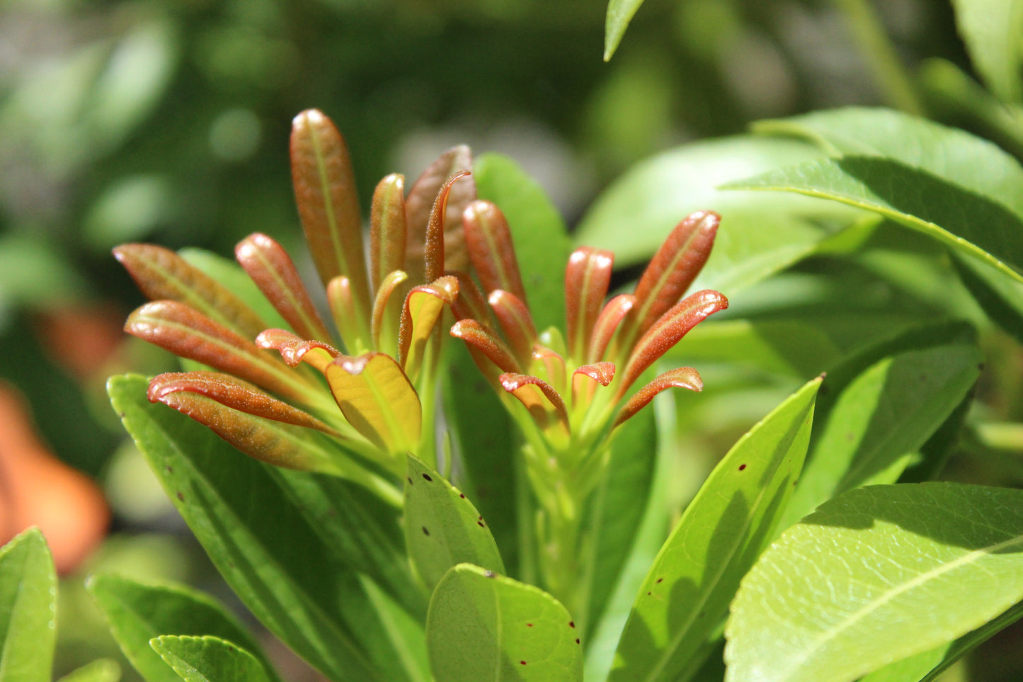 Pieris temple bells