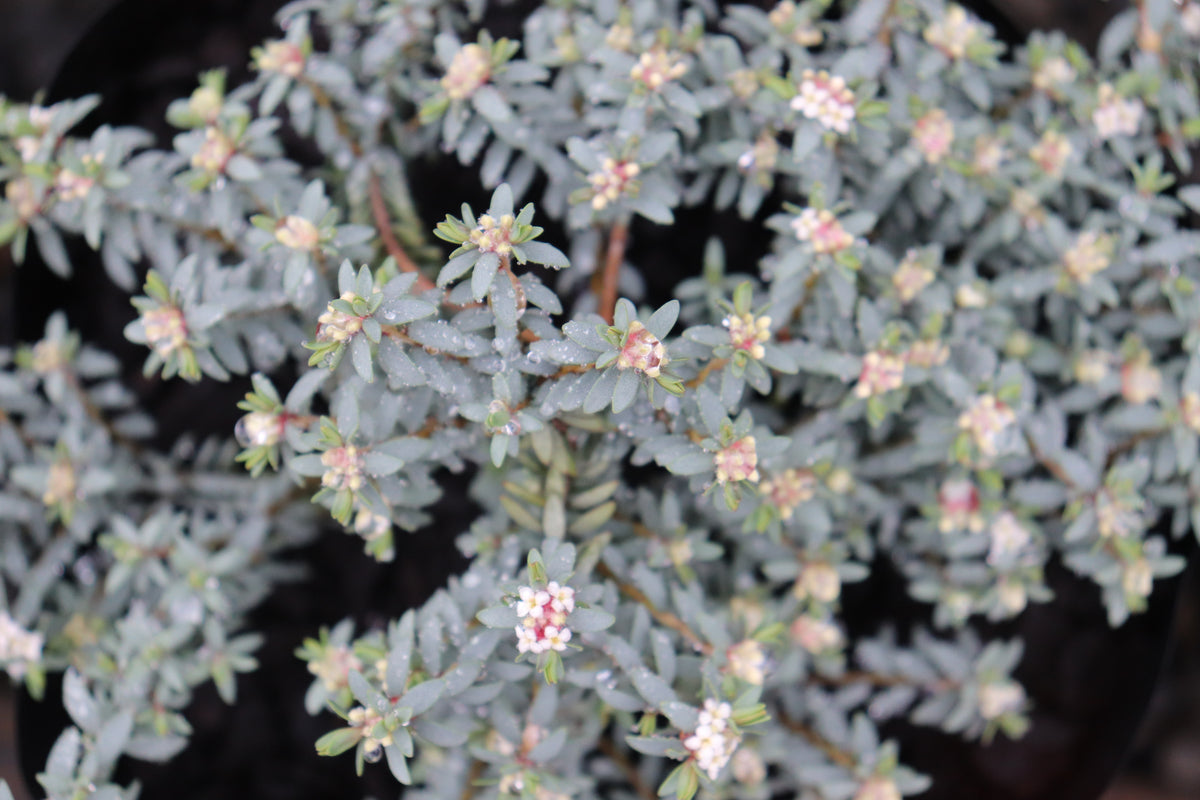 Pimelea prostrata glauca