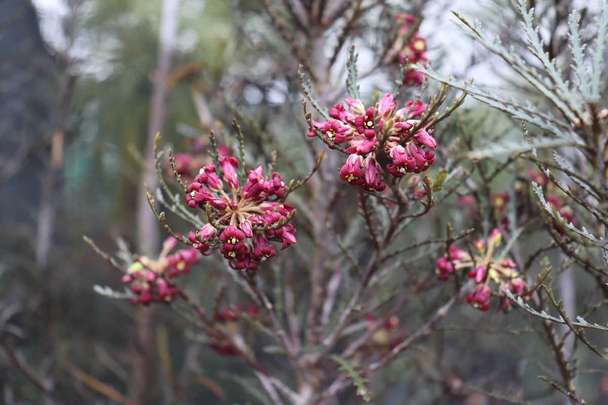 Pittosporum patulum 3