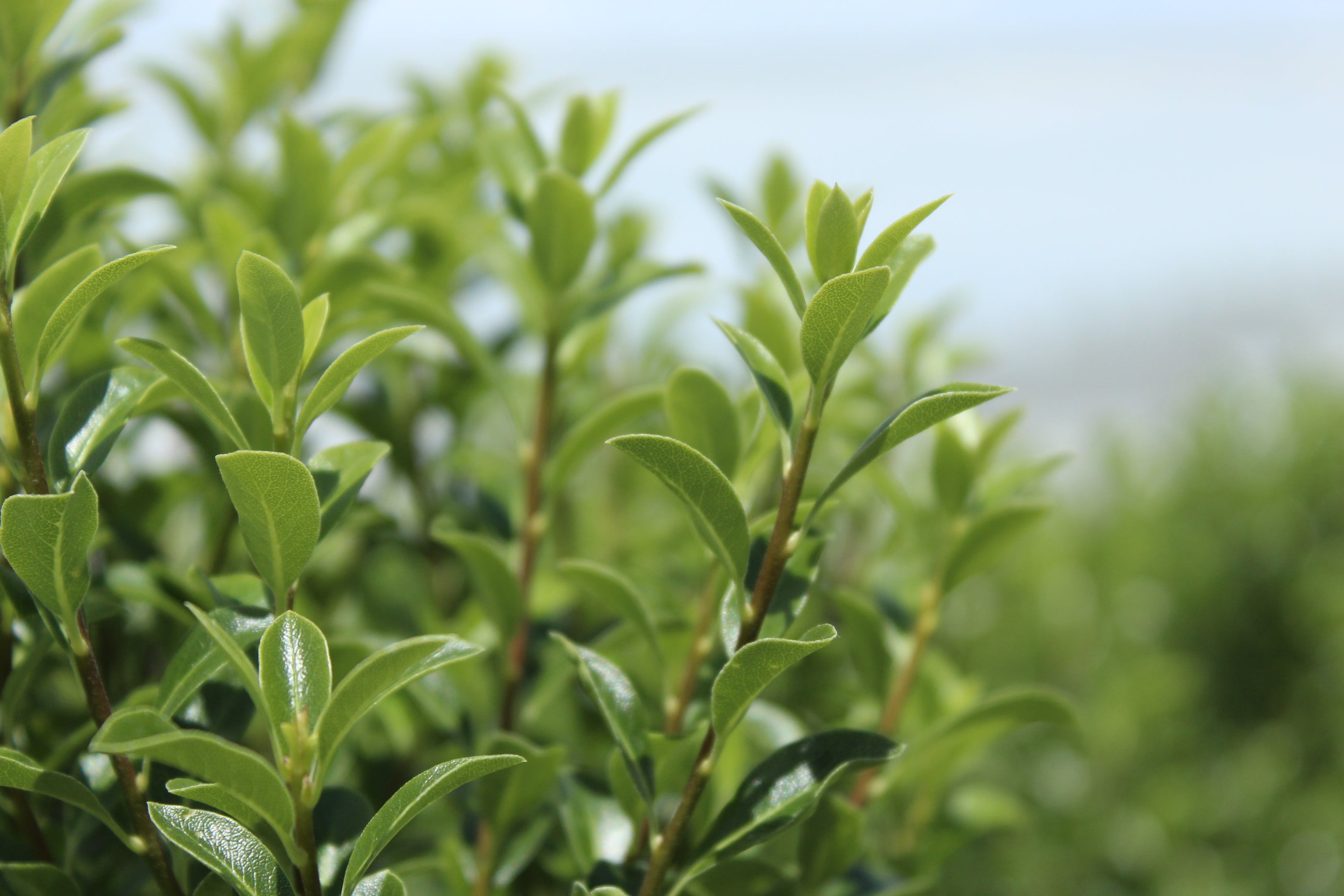 jade plant nz Pittosporum tenuifolium Jade – Texture Plants, Landscapes, Lush Lawns  Christchurch