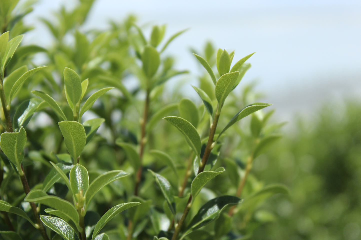 Pittosporum tenuifolium Jade