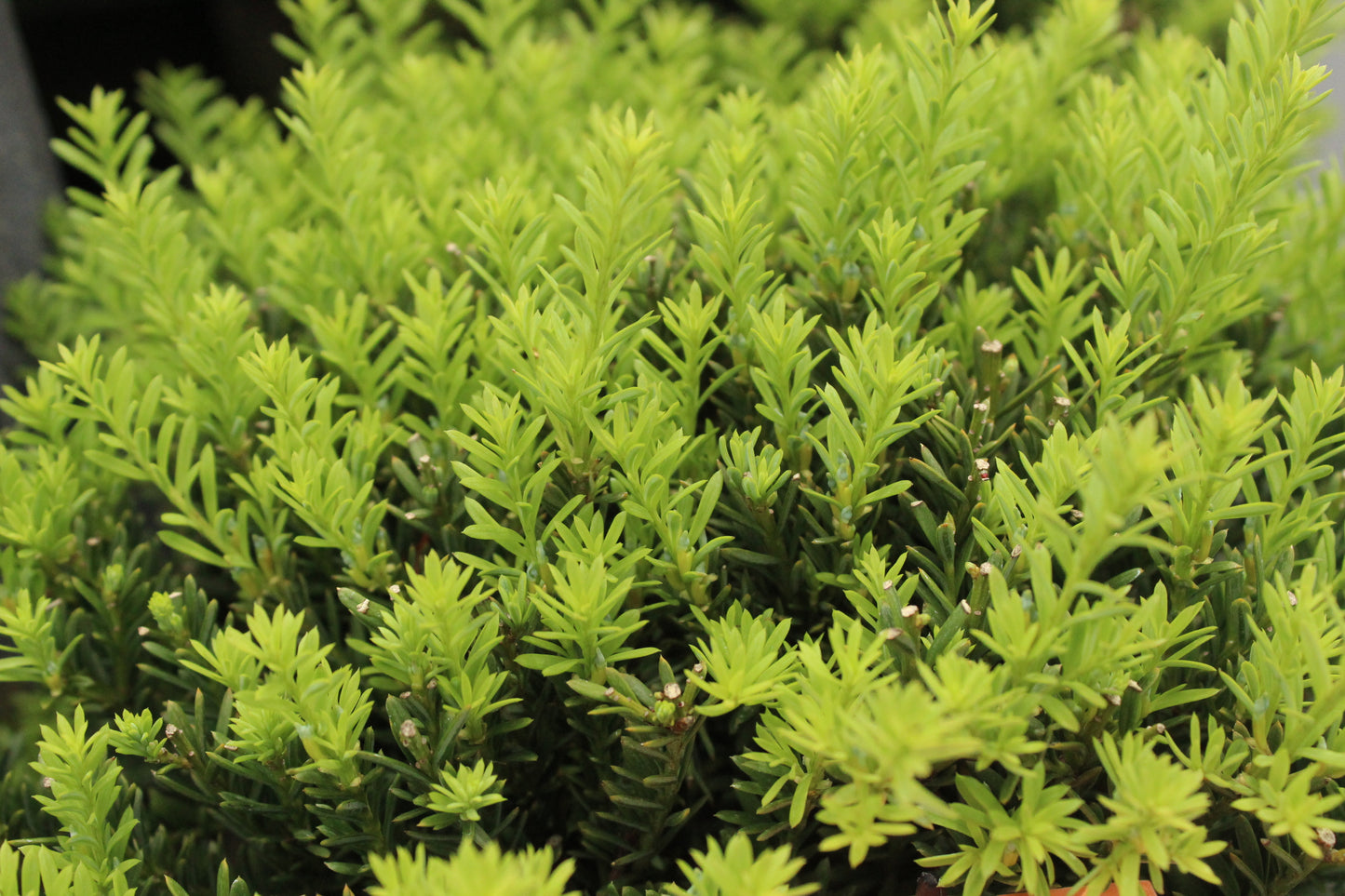 Podocarpus nivalis