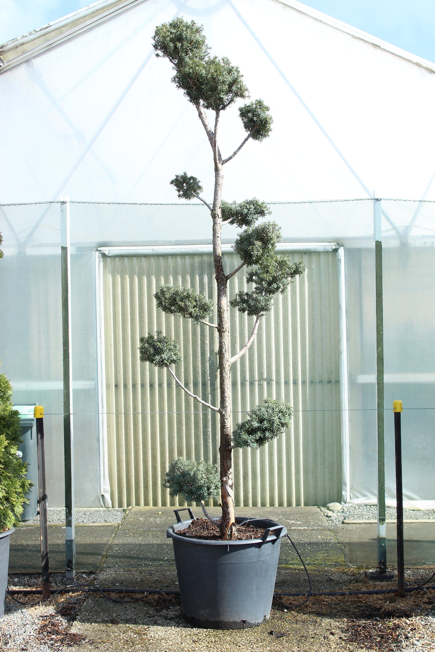Podocarpus totara Matapouri Blue Topiary