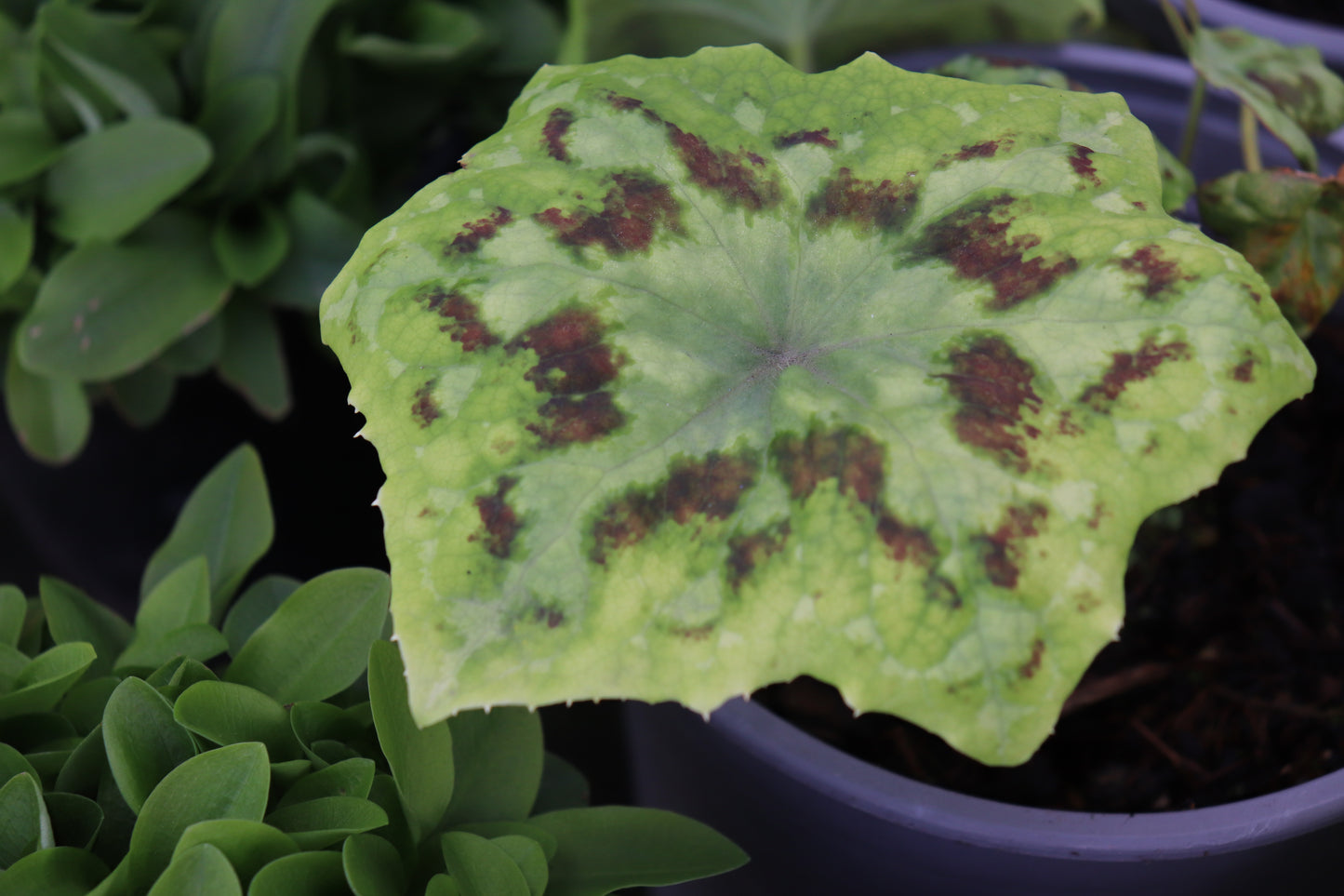 Podophyllum Spotty Dotty